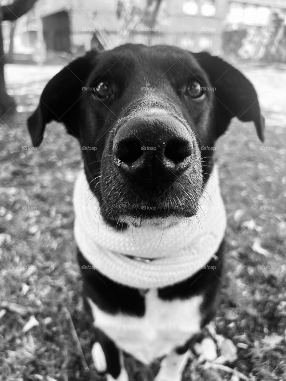 Blanco y negro perro