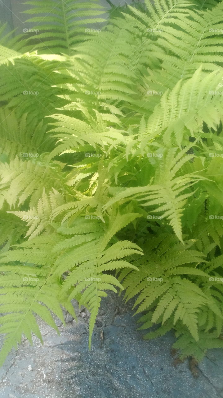 Fern
