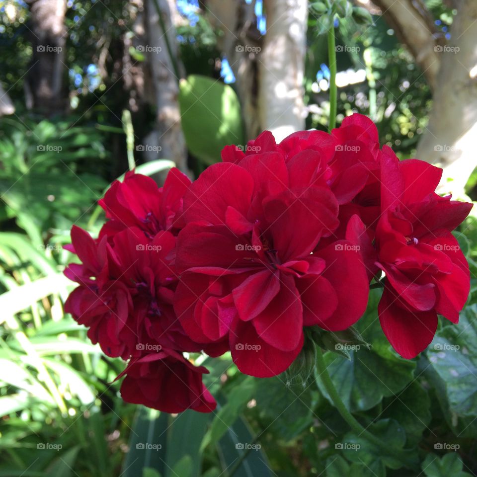 Red geranium blooms