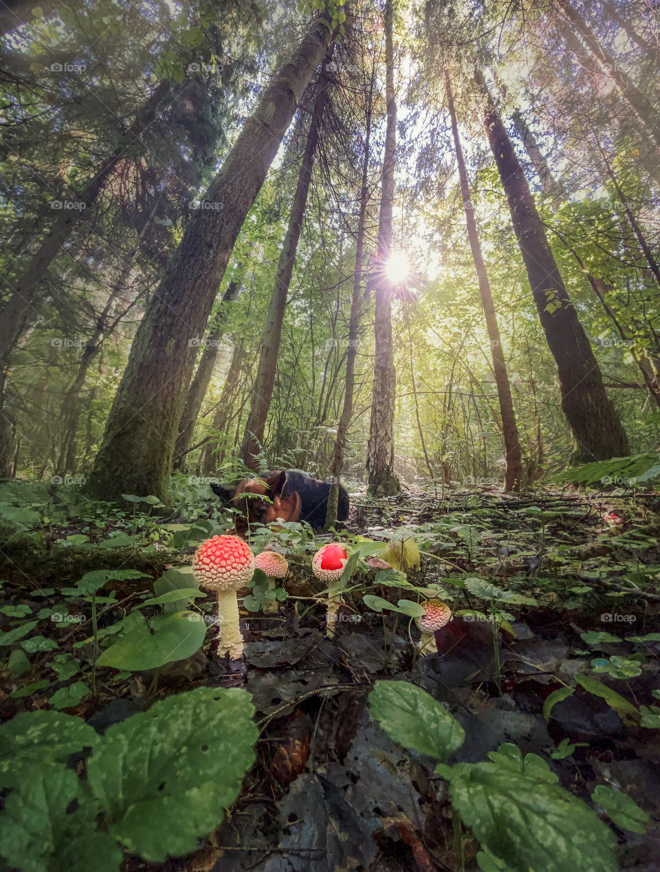 Mushrooms in autumn forest in sunny day