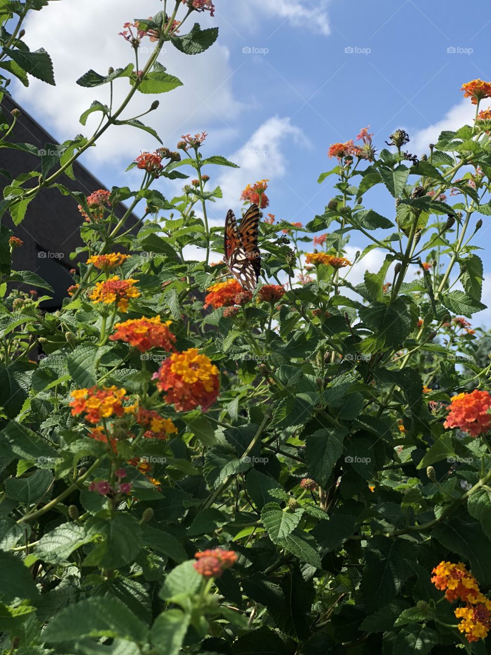 Butterfly in a orange flower bush 