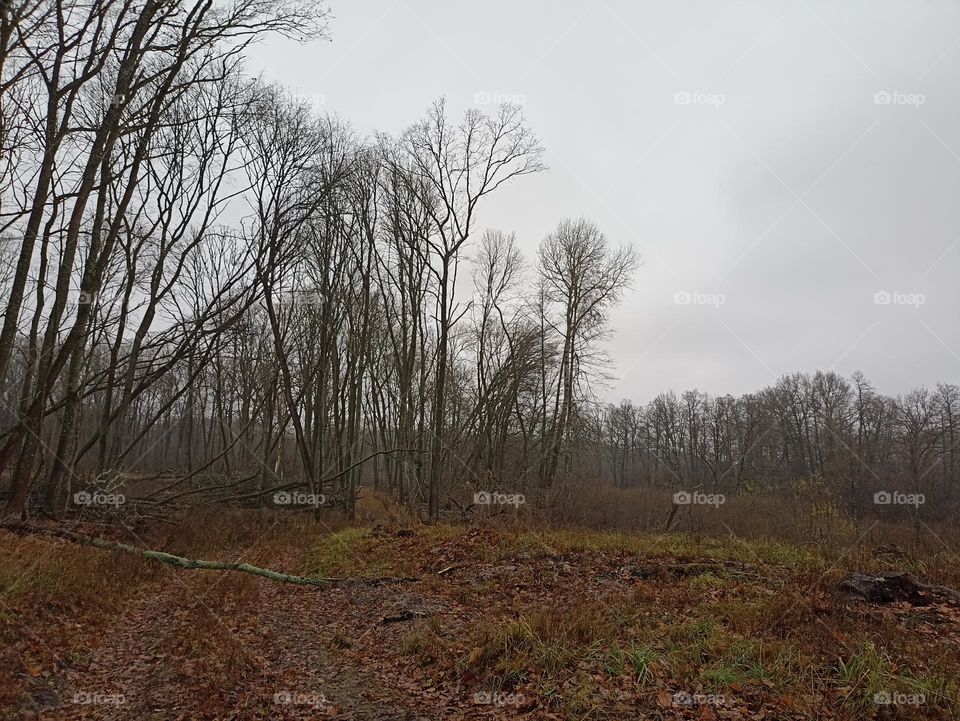 The forest is gloomy