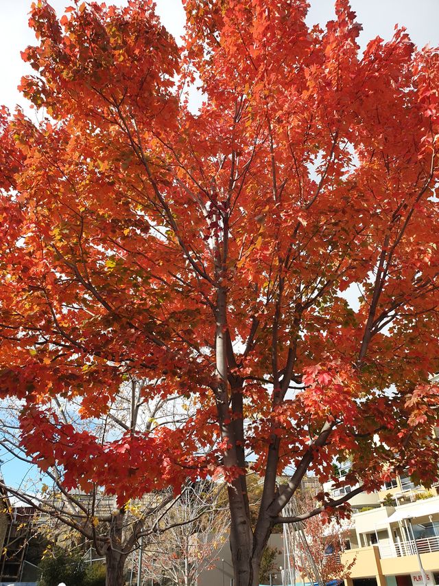 Autumn in Hobart