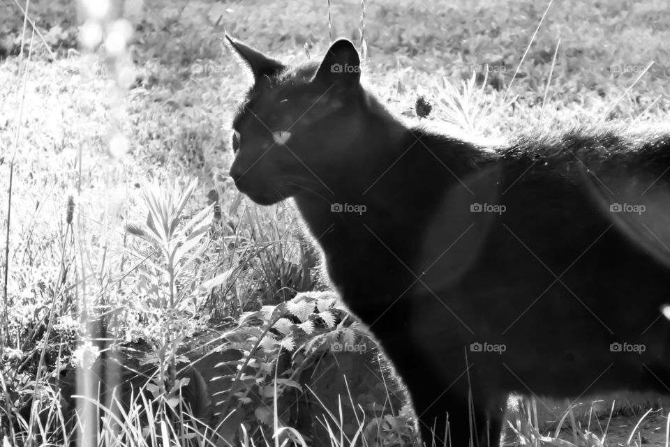 Cat black and white 