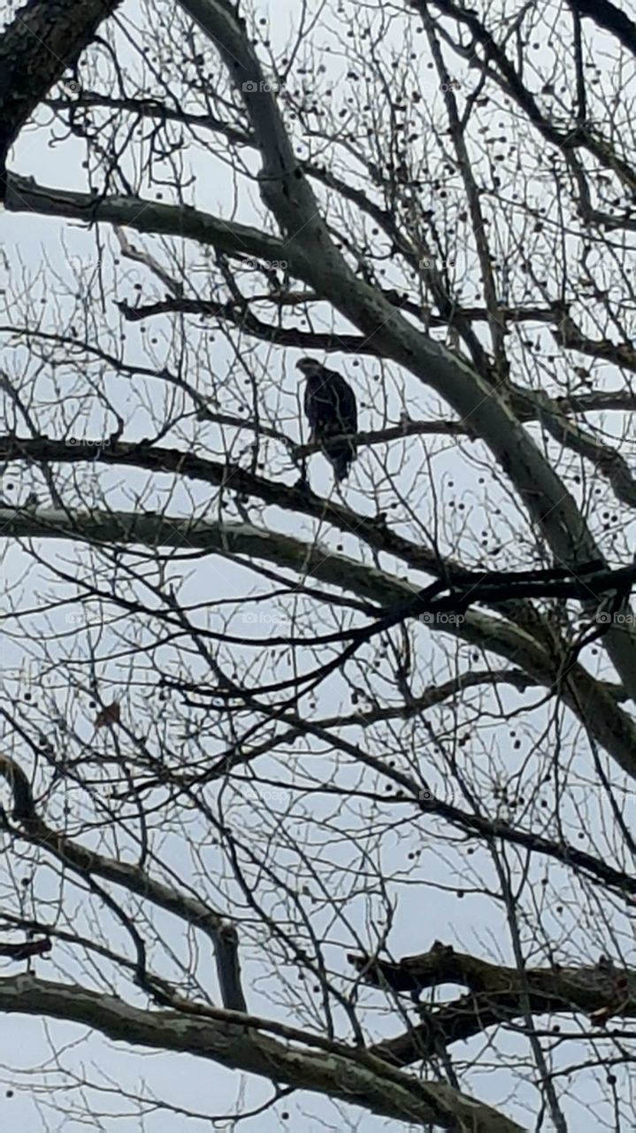Bald Eagle, Osage River