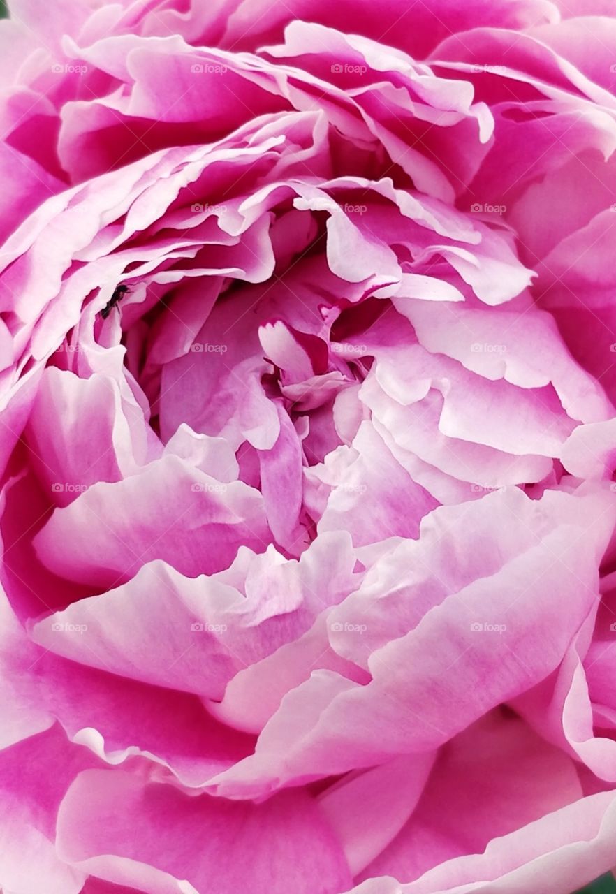 peony rose