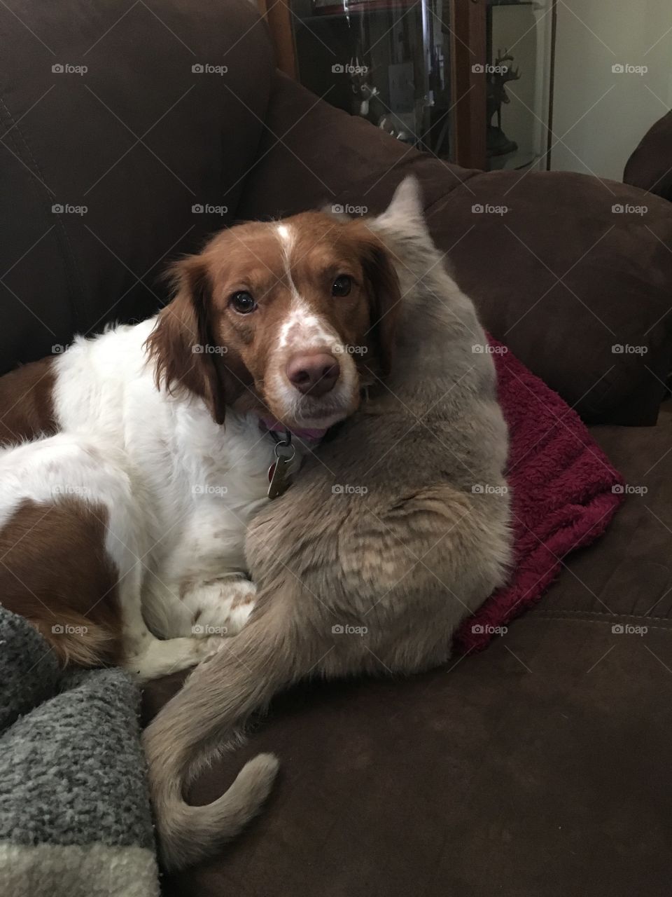 Puppy and kitty love