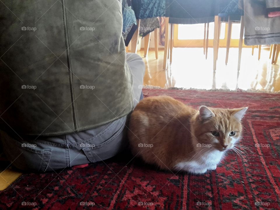 cat on a carpet leaning against a man' s back