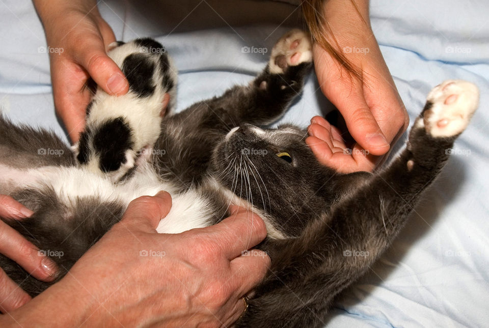This cat was so drugged, she didn't even know she had a son