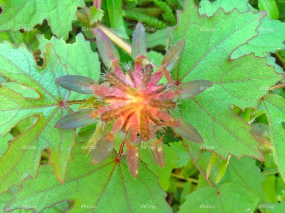 Rose flower fresh colorful with leaf background