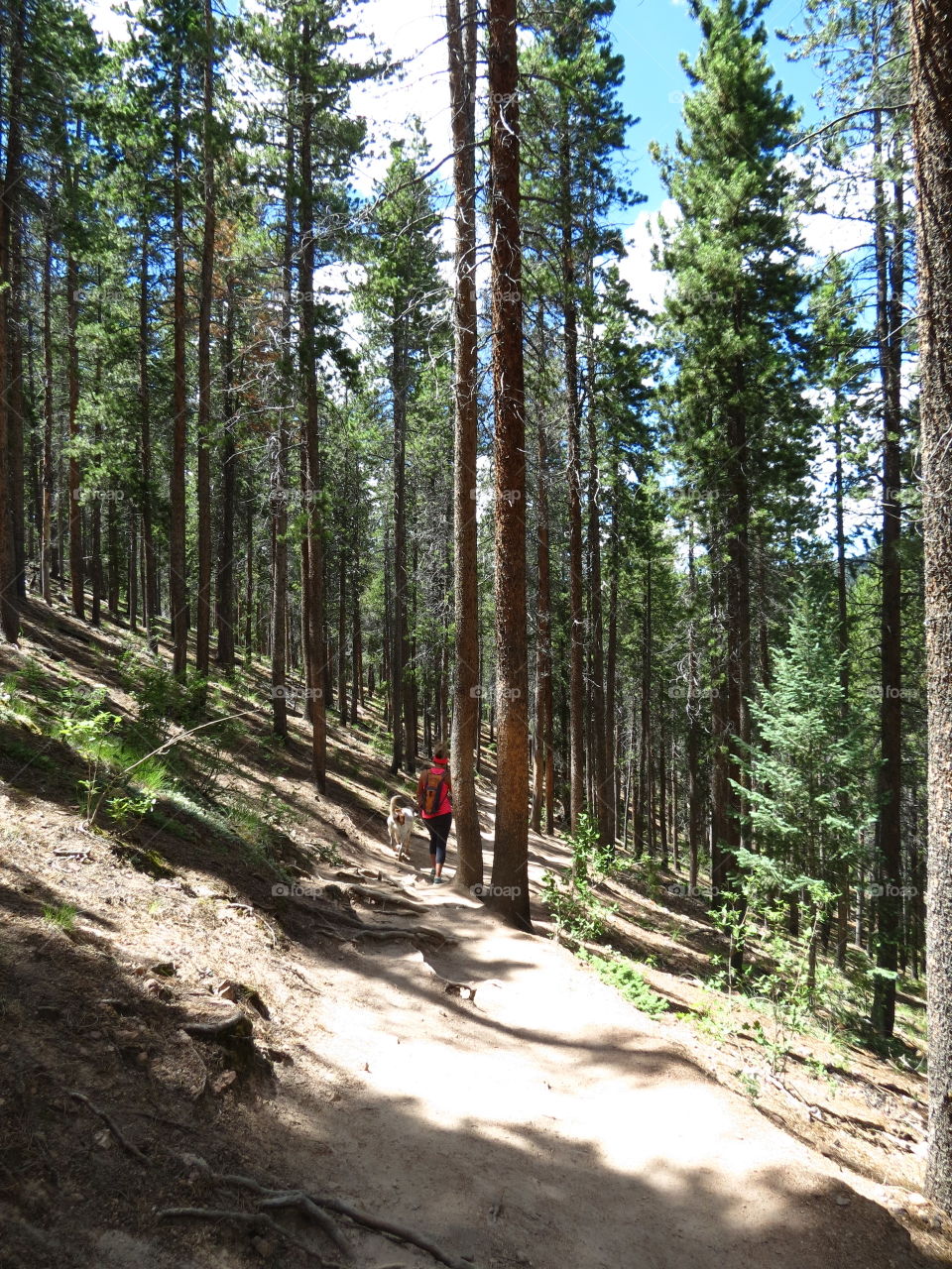 Hiking trail in Colorado.