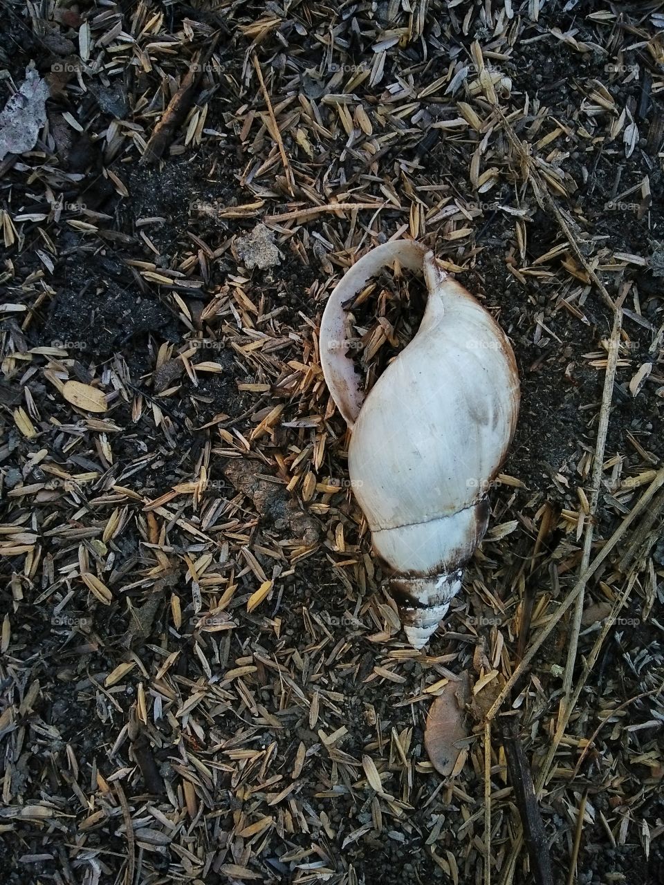 dead snail shells.