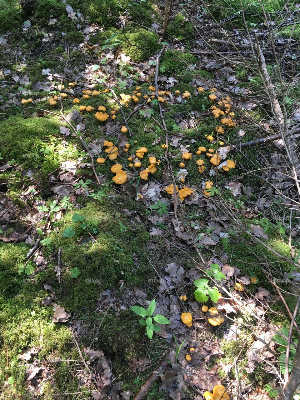 Spring time forest chanterelle road beauty fresh