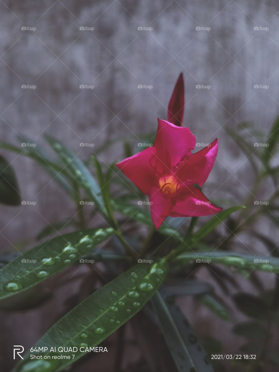 Flower covered with rain