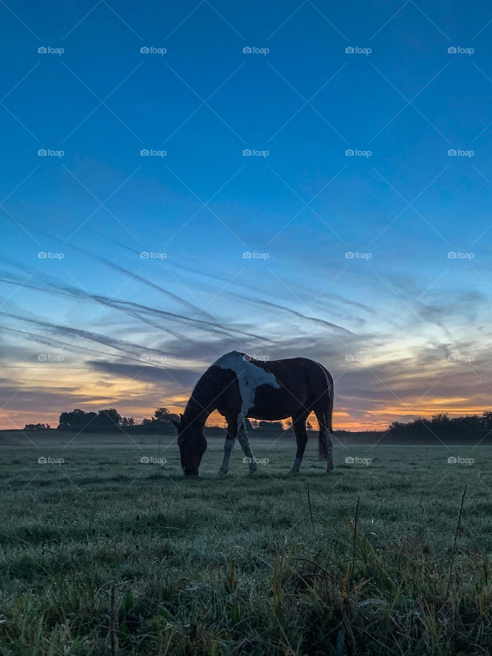 Horse with sunset