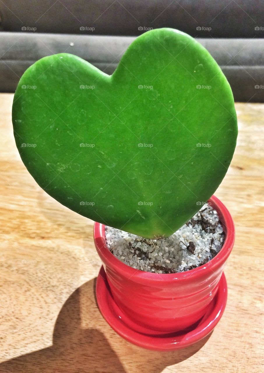 Heart cactus