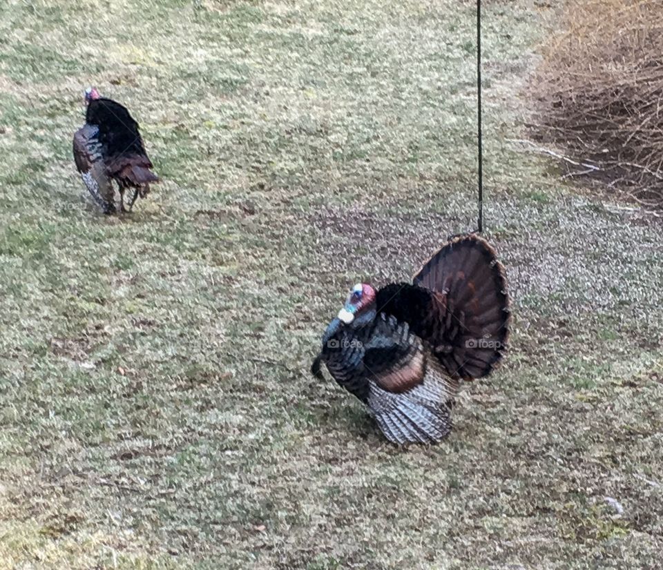 You turkey!  These turkeys are constantly in my yard.  This particular photo they were strutting their stuff for the females. 