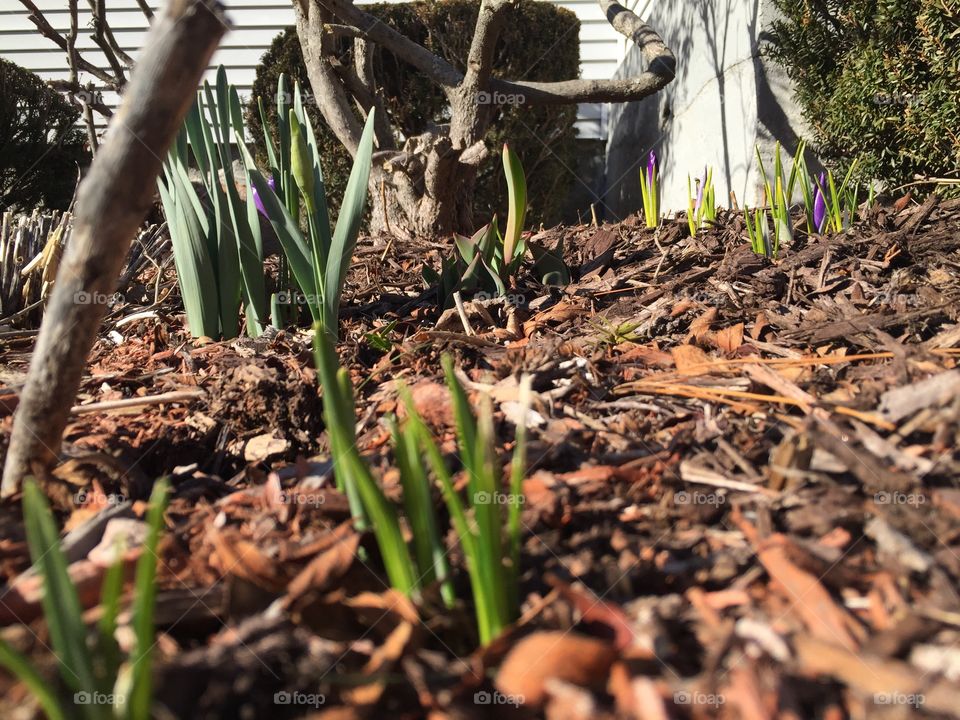 Crocus shoots are always the first sign of spring! 🌱