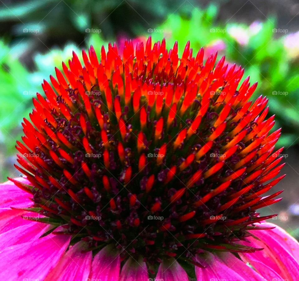 Red top on pink coneflower echinacea 