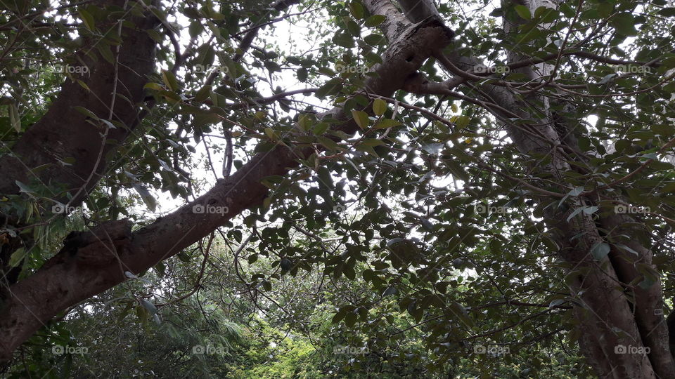 Tree, Wood, Nature, Leaf, Branch