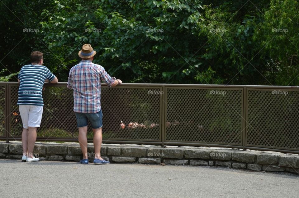 watching flamingos. two men watching flamingos at the zoo