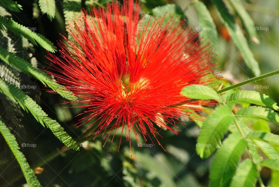 flower red hair