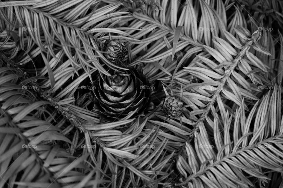 Pine in Black.and White