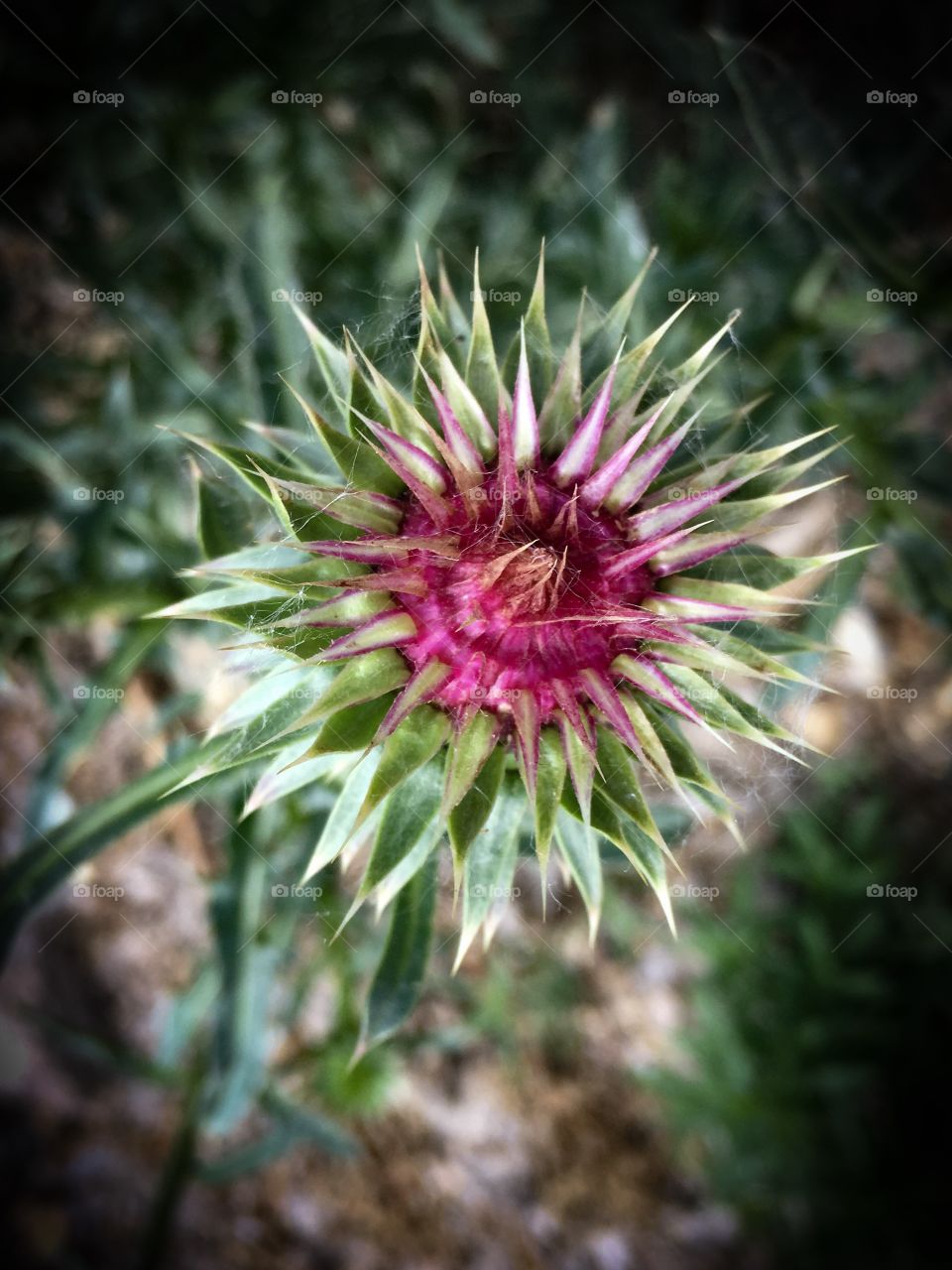 Thistle Bloom