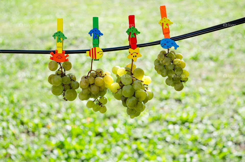 Summer Tease - Grapes Hanging on Clips