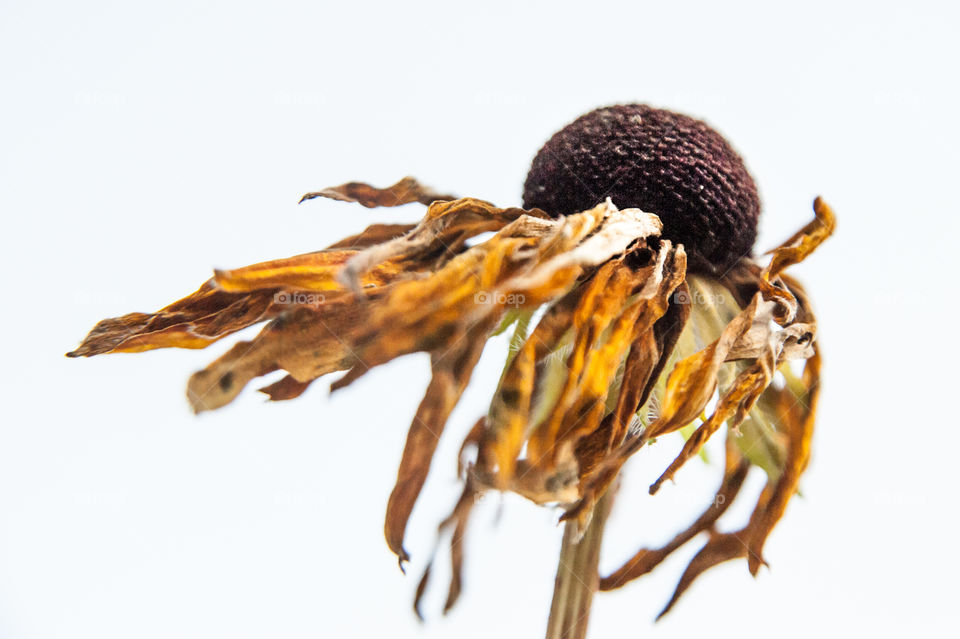 Dried Flower