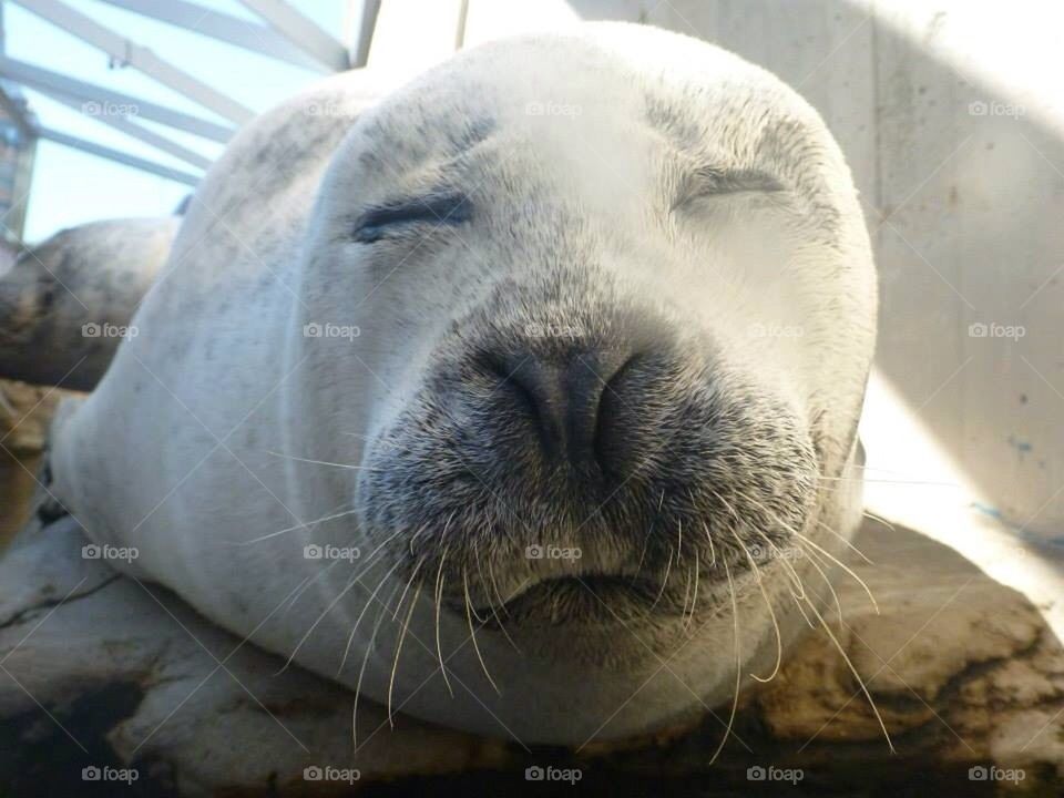 A face anyone can love