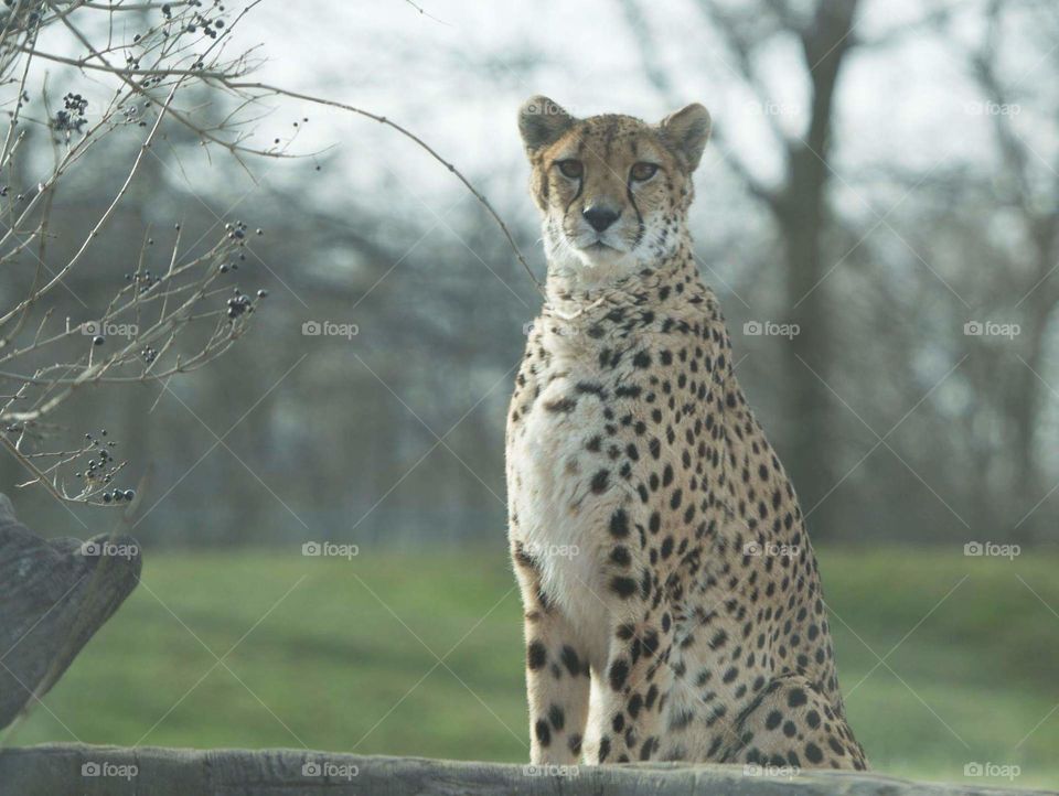 cheetah ... wristless animals ... explains their high speeds