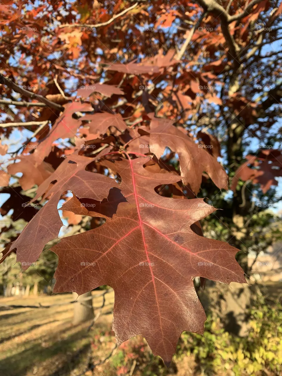Gorgeous Oak