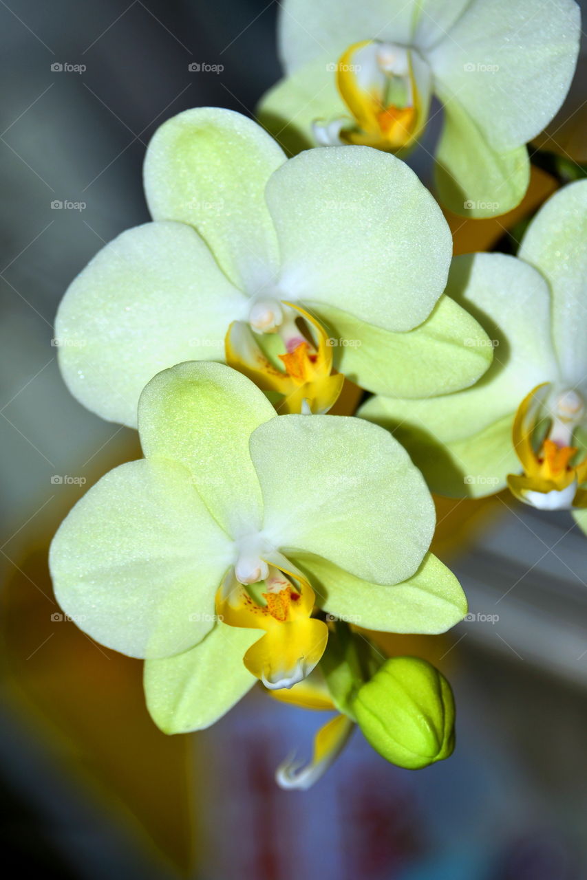 orchid flowers