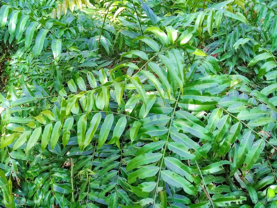 stenochlaena palustris is weed grows in tropical climates and contains toxins that can inhibit the growth