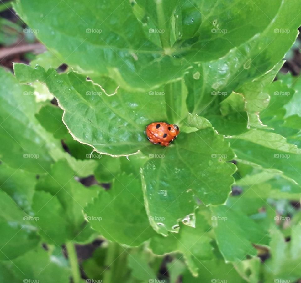 red ladybug after rain