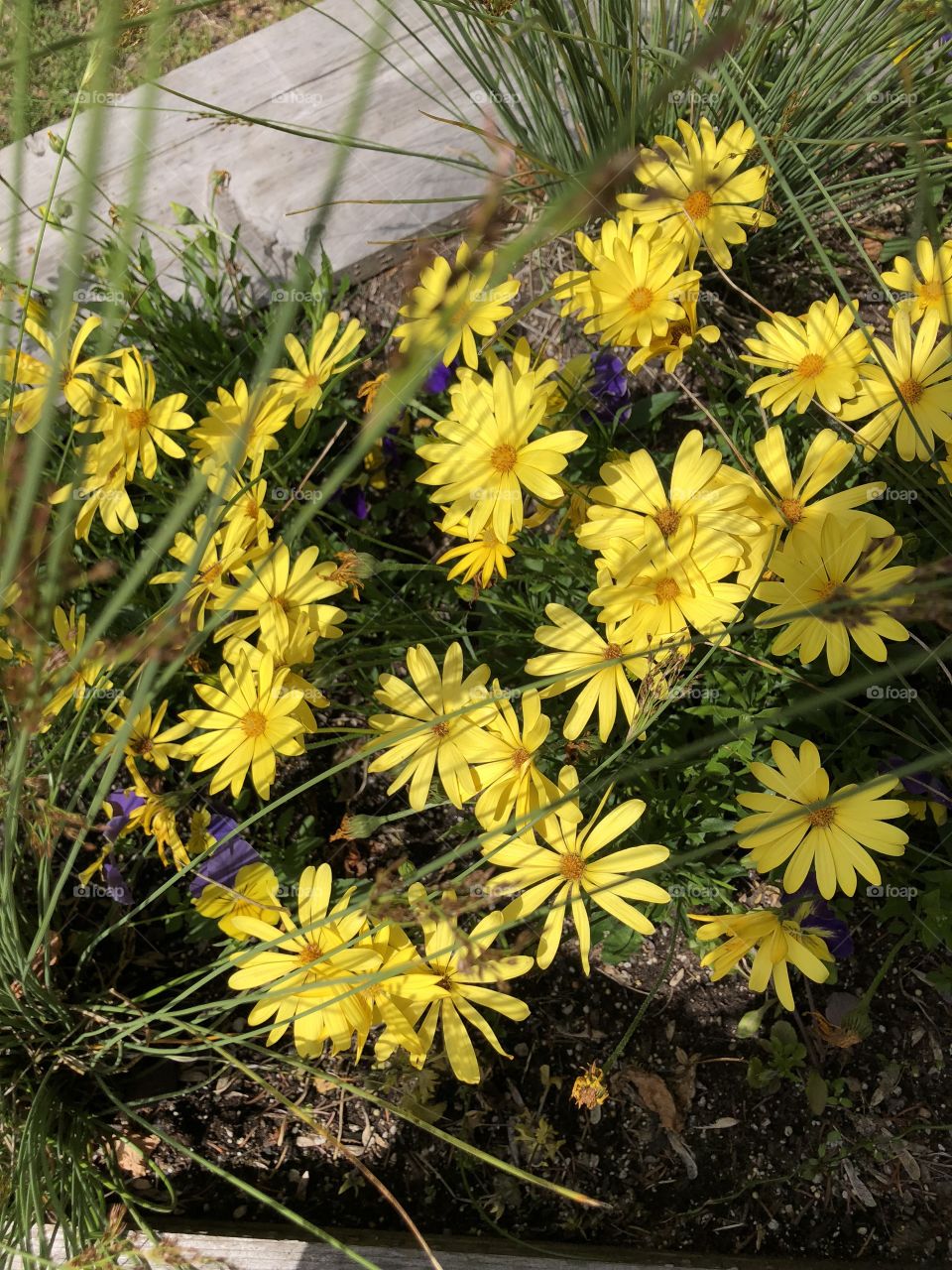 Daisies 