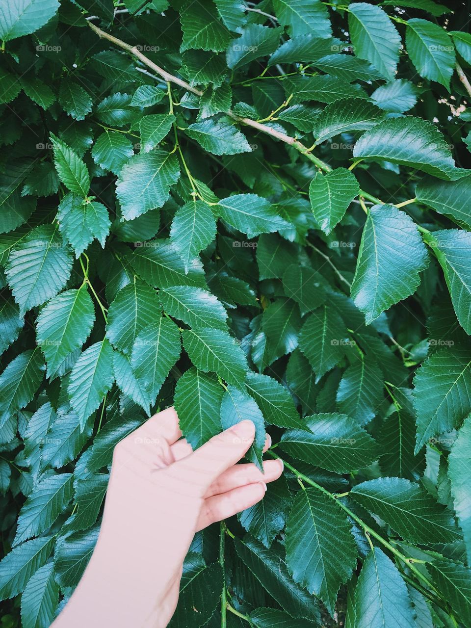 Green leaves and hand