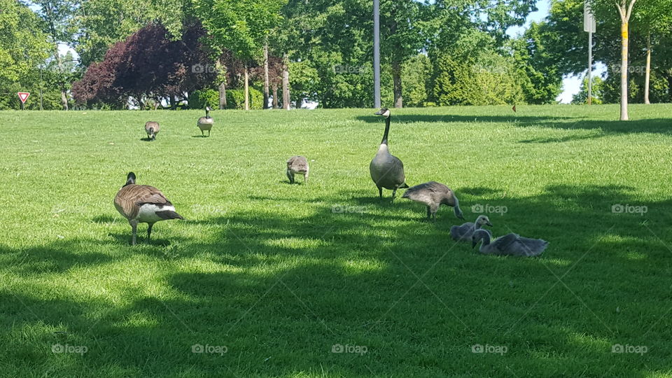 geese and goslings