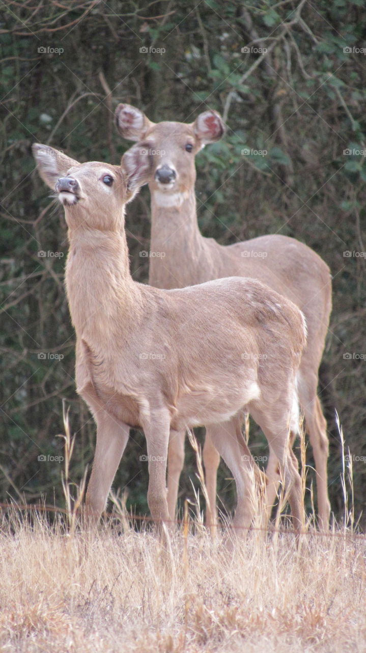 Whitetail deer
