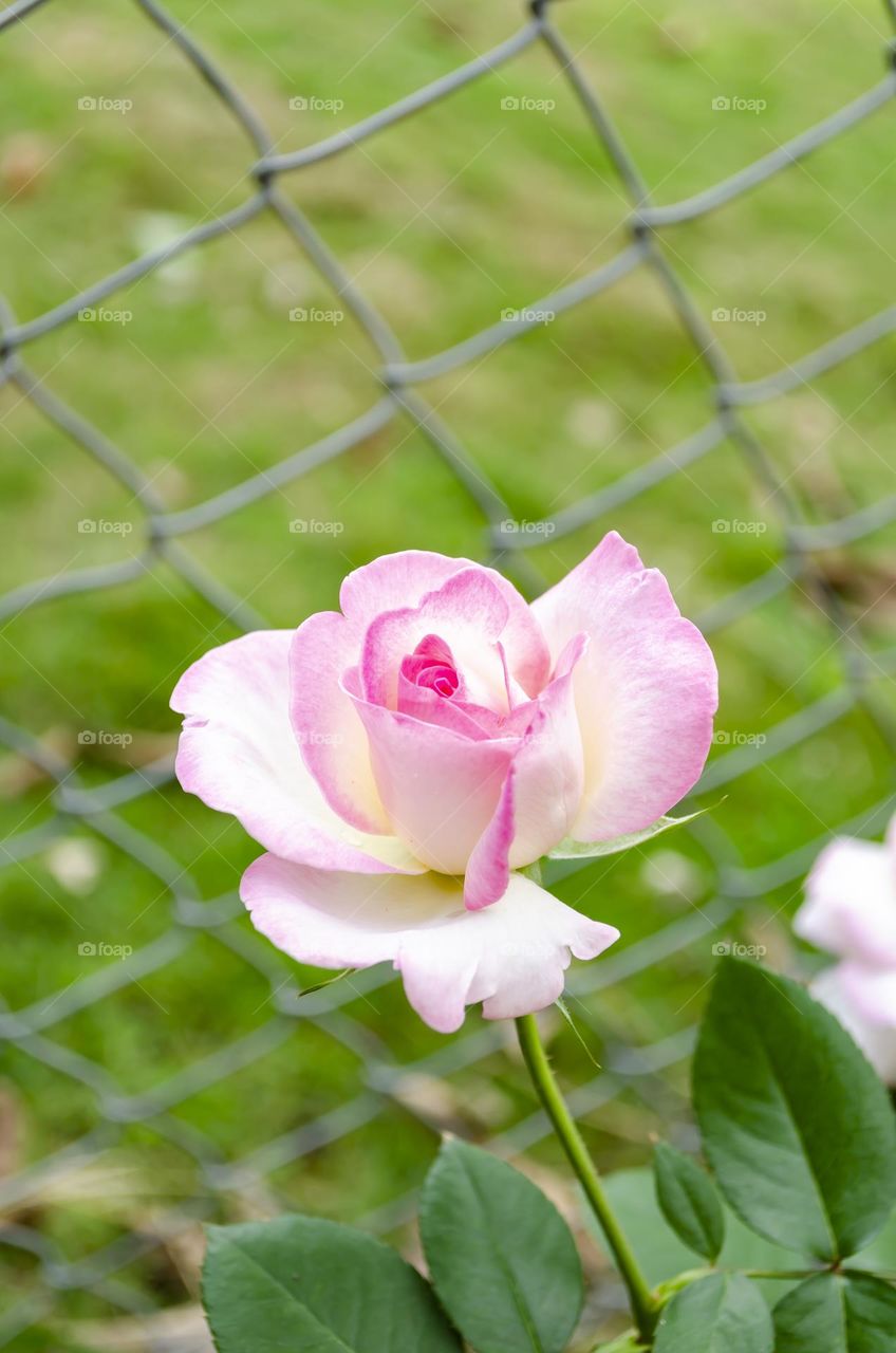 Pink Sweet Rose Flowers