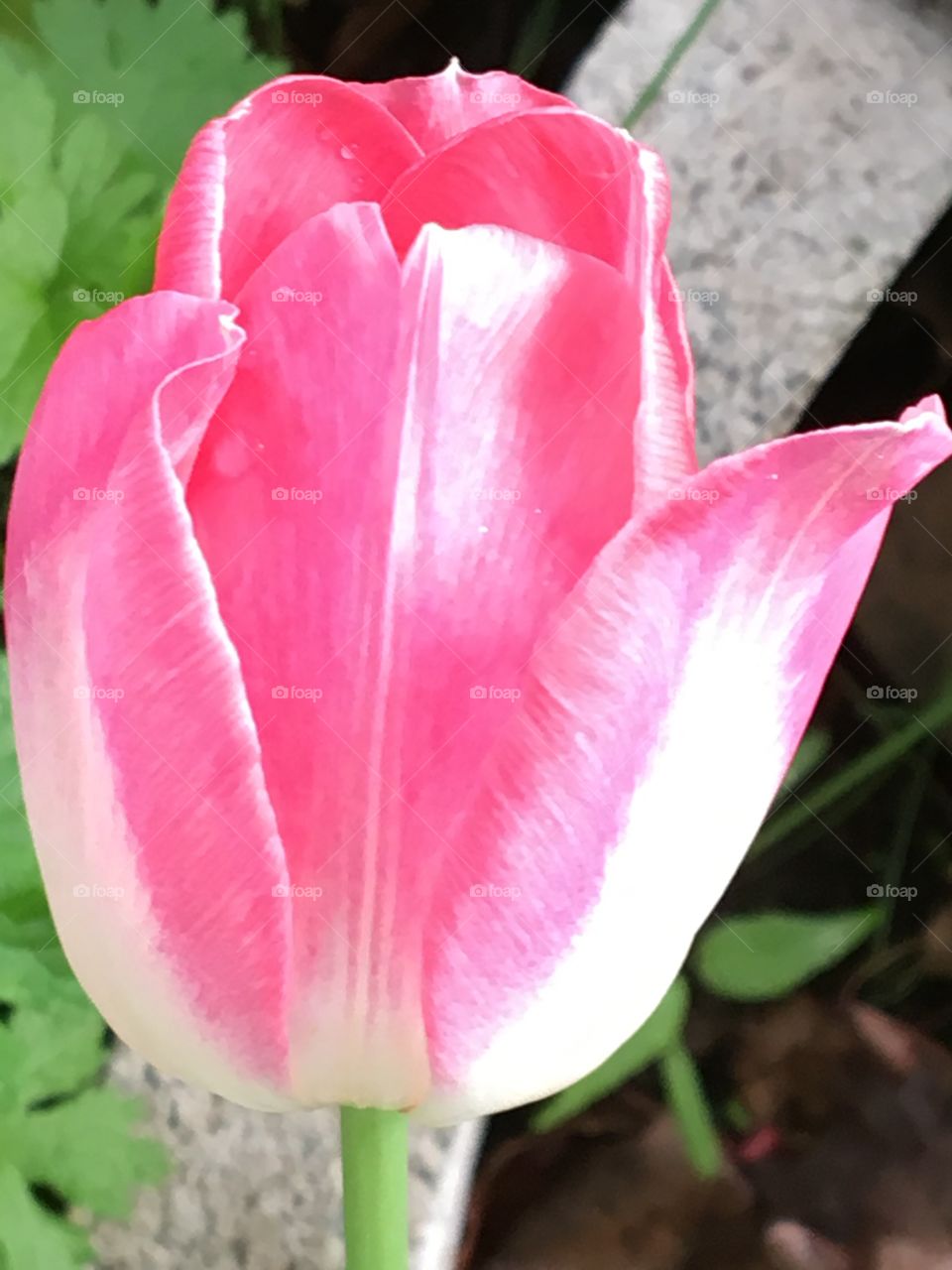 Pink & white Tulip 