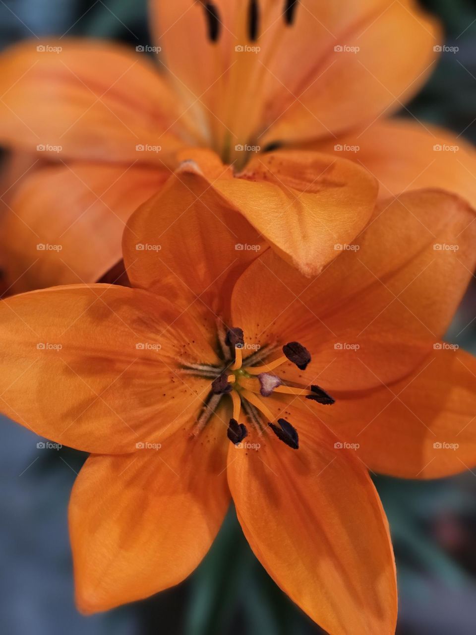 Orange Lily to brighten up your garden and put a smile on your face