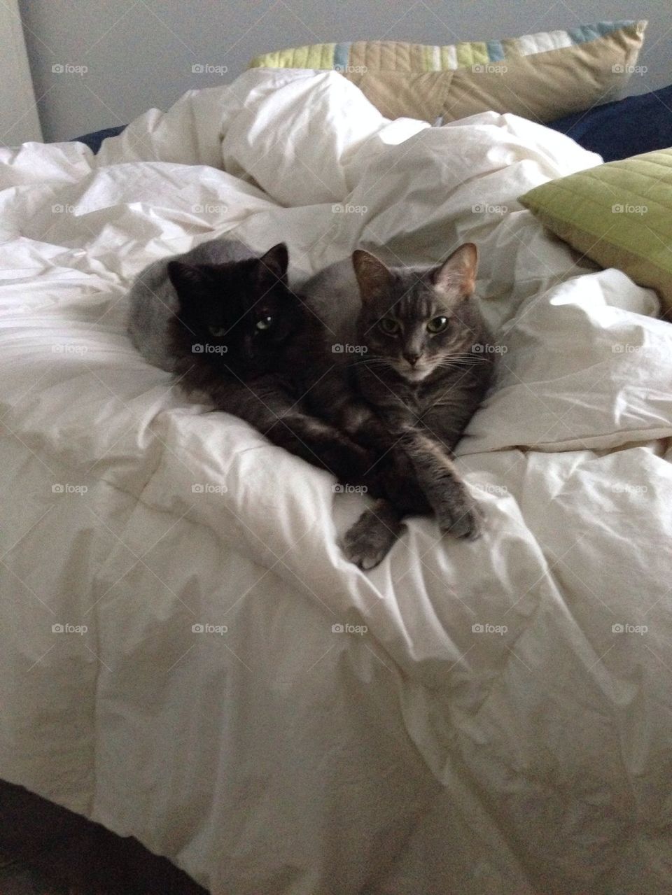 Unconditional Cat Love 