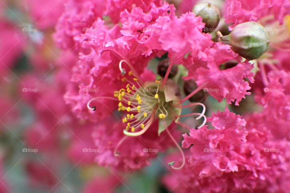 Crepe Myrtle