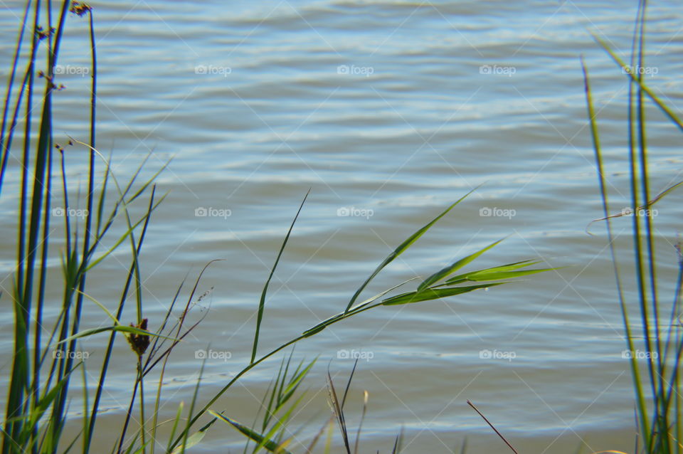 lake bulrush