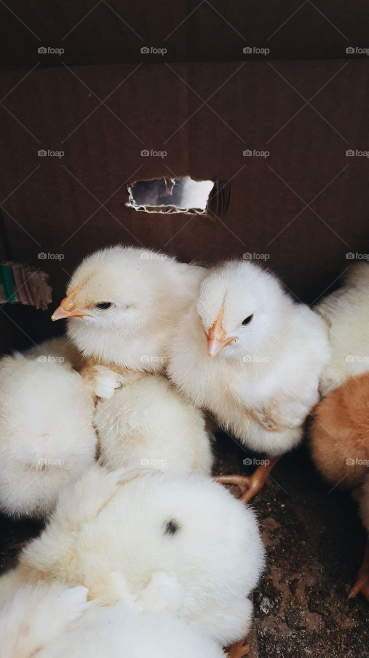 chicks together in a box