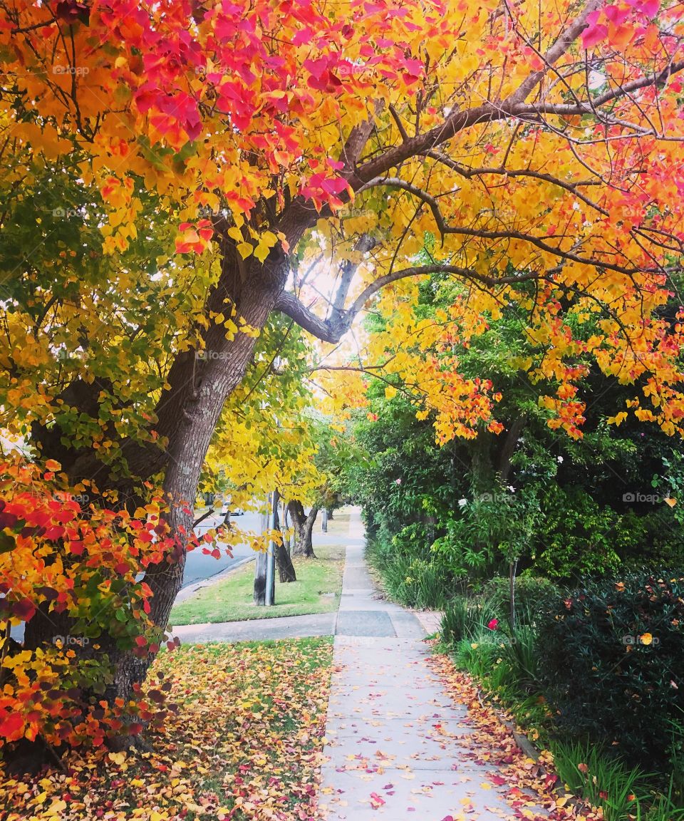 Leaves in the fall - Autumn tree over footpath 