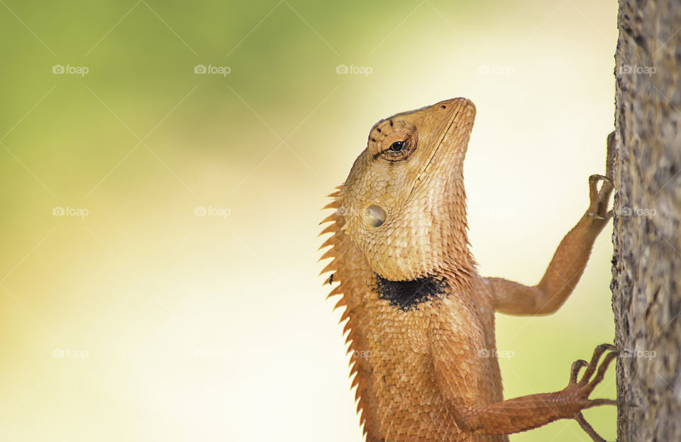 Chameleon orange on a tree Background blurred leaves.