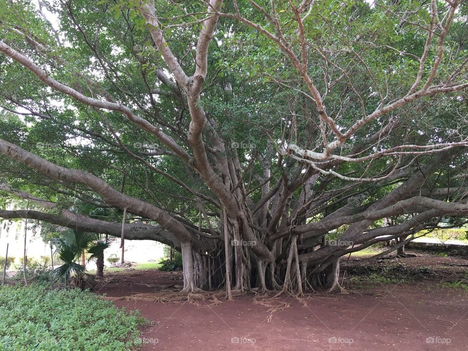Lovely and unique tree in the Bermuda landscape 
